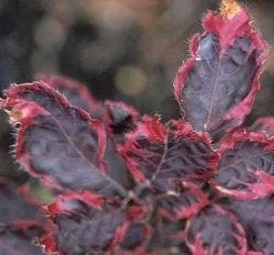 Beuk (Fagus Sylv. 'Purpurea Tricolor')