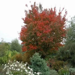Japanse Sierkers (Prunus Sargentii) -Groen Ziel Verkoop 20080730122801 5 1