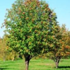 Groen Ziel Verkoop -Groen Ziel Verkoop 20080730123106 8