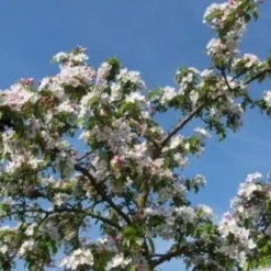 Sierappel (Malus 'Professor Sprenger') 5 Sierappel (Malus 'Professor Sprenger') -Groen Ziel Verkoop 20081113143001 11