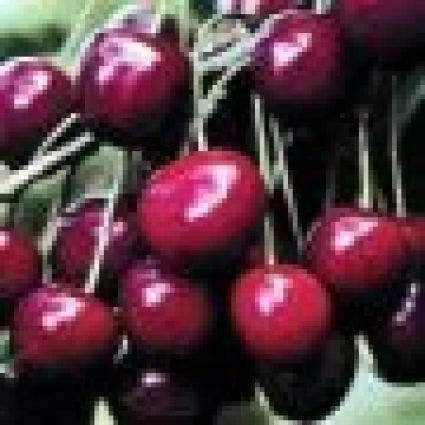 Kersenboom (Prunus Avium 'Meikers') 2 Kersenboom (Prunus Avium 'Meikers') - Afbeelding 2