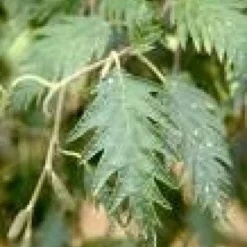 Zwarte Els (Alnus Glutinosa 'Laciniata')