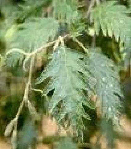 Zwarte Els (Alnus Glutinosa 'Laciniata') 1 Zwarte Els (Alnus Glutinosa 'Laciniata')