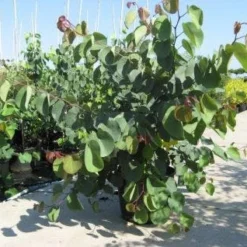 Chinese Judasboom (Cercis Chinensis 'Avondale') 18 Chinese Judasboom (Cercis Chinensis 'Avondale') -Groen Ziel Verkoop 20091127153204 5