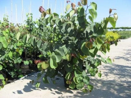 Chinese Judasboom (Cercis Chinensis 'Avondale') 9 Chinese Judasboom (Cercis Chinensis 'Avondale') - Afbeelding 9