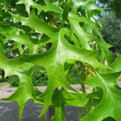 Moeraseik Als Dakboom (Quercus Palustris) -Groen Ziel Verkoop 20091222170735 10