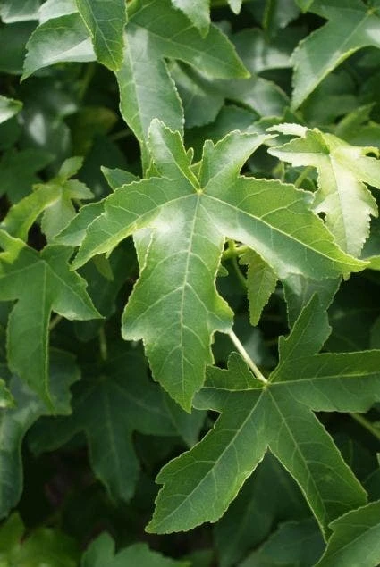 Amberboom (Liquidambar 'Gum Ball') 2 Amberboom (Liquidambar 'Gum Ball') - Afbeelding 2