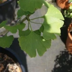 Japanse Notenboom, Meerstammig (Ginkgo Biloba) -Groen Ziel Verkoop 20100719115514 4