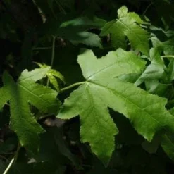 Amberboom (Liquidambar Styraciflua 'Worplesdon') 6 Amberboom (Liquidambar Styraciflua 'Worplesdon') -Groen Ziel Verkoop 20100720143206 13