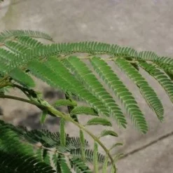 Perzische Slaapboom (Albizia Julibrissin 'Ombrella') 20 Perzische Slaapboom (Albizia Julibrissin 'Ombrella') -Groen Ziel Verkoop 20100720145242 14