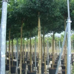 Bolesdoorn (Acer Campestre 'Nanum') -Groen Ziel Verkoop 20101207144224 13 1