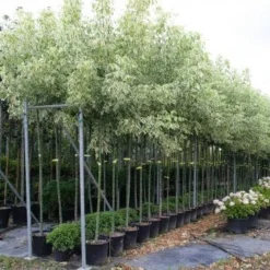 Vederesdoorn Als Boom (Acer Negundo 'Flamingo')