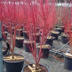 Japanse Esdoorn (Acer Palmatum 'Sangokaku') 22 Japanse Esdoorn (Acer Palmatum 'Sangokaku') -Groen Ziel Verkoop 20101207165353 9