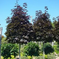 Noorse Esdoorn (Acer Platanoides 'Crimson Sentry') -Groen Ziel Verkoop 20101207170303 12