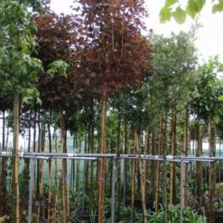 Noorse Esdoorn (Acer Platanoides 'Crimson Sentry') -Groen Ziel Verkoop 20101207170846 12