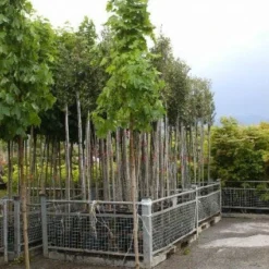 Noorse Esdoorn (Acer Platanoides 'Emerald Queen')