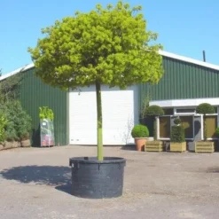 Bolesdoorn (Acer Platanoides 'Globosum') -Groen Ziel Verkoop 20101207173811 22 1