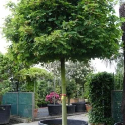 Bolesdoorn (Acer Platanoides 'Globosum') 15 Bolesdoorn (Acer Platanoides 'Globosum') -Groen Ziel Verkoop 20101207173839 22