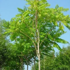 Hemelboom (Ailanthus Altissima)