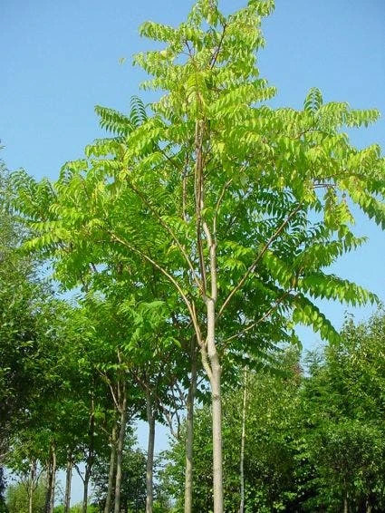 Hemelboom (Ailanthus Altissima) 1 Hemelboom (Ailanthus Altissima)