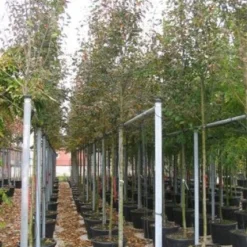 Krentenboom (Amelanchier Arborea 'Robin Hill') -Groen Ziel Verkoop 20101209111140 10 2