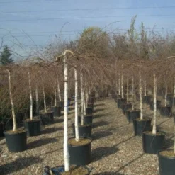 Prieelberk (Betula Pendula 'Youngii') -Groen Ziel Verkoop 20101209130348 14