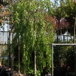 Prieelberk (Betula Pendula 'Youngii') -Groen Ziel Verkoop 20101209130409 14 1