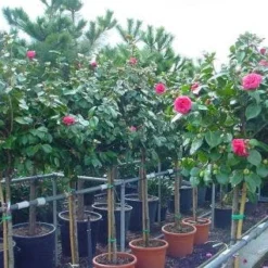 Camelia Op Stam (Camellia Japonica) -Groen Ziel Verkoop 20101209153742 3 1