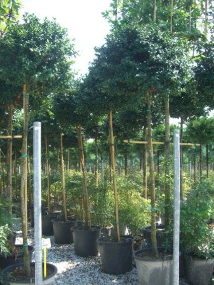 Camelia Als Boom (Camellia Sasanqua) 1 Camelia Als Boom (Camellia Sasanqua)