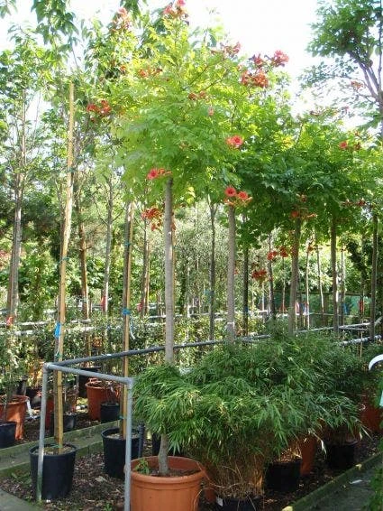 Trompetbloem Als Boom (Campsis Tagliabuana 'Mme Galen') 2 Trompetbloem Als Boom (Campsis Tagliabuana 'Mme Galen') - Afbeelding 2