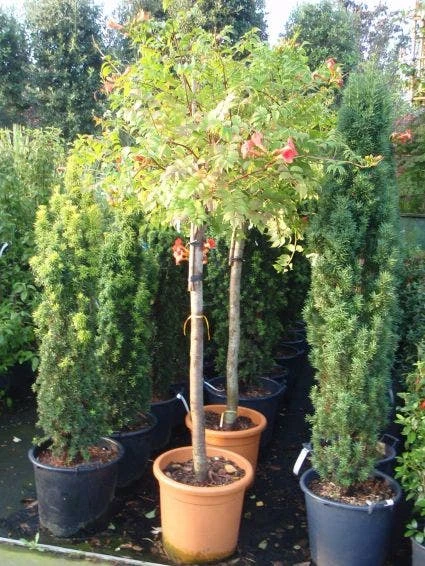 Trompetbloem, Halfstam (Campsis Tagliabuana 'Mme Galen') 2 Trompetbloem, Halfstam (Campsis Tagliabuana 'Mme Galen') - Afbeelding 2