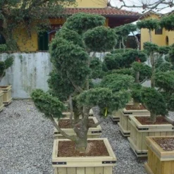 Libanonceder Als Bonsai (Cedrus Libani) -Groen Ziel Verkoop 20101210105909 6