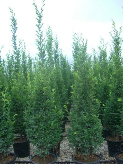 Zuilhaagbeuk (Carpinus Betulus 'Frans Fontaine') 2 Zuilhaagbeuk (Carpinus Betulus 'Frans Fontaine') - Afbeelding 2