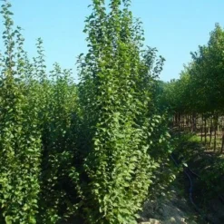 Zuilhaagbeuk (Carpinus Betulus 'A. Beeckman')