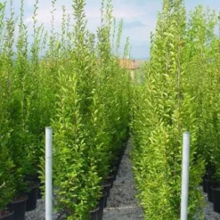 Haagbeuk Als Boom (Carpinus Betulus 'Fastigiata') -Groen Ziel Verkoop 20101210144257 25 1