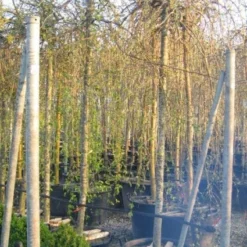 Treurhaagbeuk (Carpinus Betulus 'Pendula')