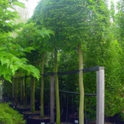 Haagbeuk Als Bolboom (Carpinus Betulus)