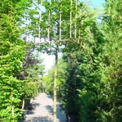 Haagbeuk In Kubusvorm (Carpinus Betulus)