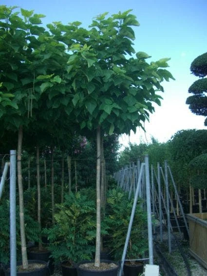 Gele Trompetboom (Catalpa Bignonioides 'Aurea') 2 Gele Trompetboom (Catalpa Bignonioides 'Aurea') - Afbeelding 2