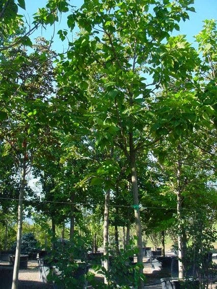 Trompetboom (Catalpa Bignonioides) 1 Trompetboom (Catalpa Bignonioides)