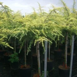 Ceder Op Stam (Cedrus Deodara 'Golden Horizon')