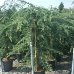 Treurceder (Cedrus Deodara 'Pendula') -Groen Ziel Verkoop 20101212154242 13 1