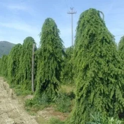 Treurceder (Cedrus Deodara 'Pendula') -Groen Ziel Verkoop 20101212154305 13 1