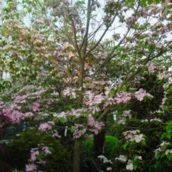 Amerikaanse Kornoelje (Cornus Florida 'Rubra') 14 Amerikaanse Kornoelje (Cornus Florida 'Rubra') -Groen Ziel Verkoop 20101213094837 7