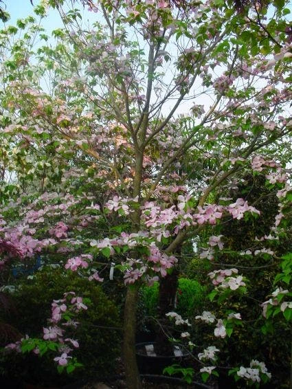 Amerikaanse Kornoelje (Cornus Florida 'Rubra') 5 Amerikaanse Kornoelje (Cornus Florida 'Rubra') - Afbeelding 5