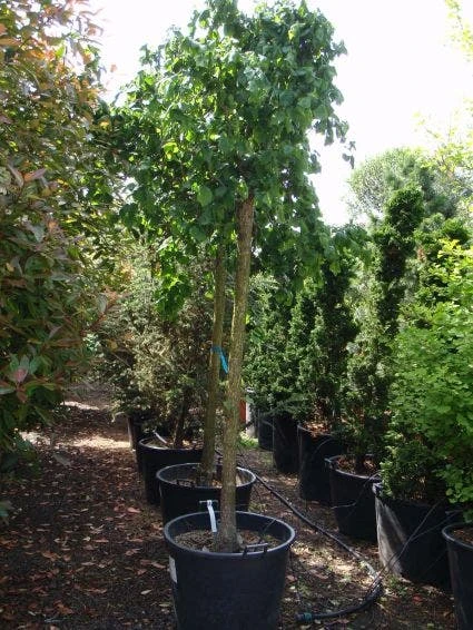 Kronkelhazelaar Als Boom (Corylus Avellana 'Contorta') 2 Kronkelhazelaar Als Boom (Corylus Avellana 'Contorta') - Afbeelding 2