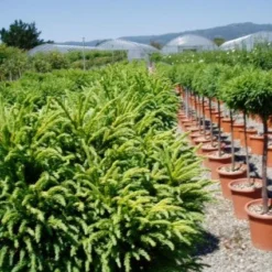 Sikkelden Op Stam (Cryptomeria Japonica 'Globosa Nana') 7 Sikkelden Op Stam (Cryptomeria Japonica 'Globosa Nana') -Groen Ziel Verkoop 20101213102352 1 1