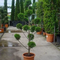 Cupressocyparis Als Bonsai (Cupressocyparis Leylandii 'Castlewellan Gold' ) 6 Cupressocyparis Als Bonsai (Cupressocyparis Leylandii 'Castlewellan Gold' ) -Groen Ziel Verkoop 20101213113337 7