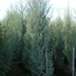 Cipres (Cupressus Arizonica 'Glauca') -Groen Ziel Verkoop 20101213122945 13