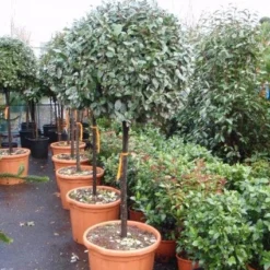 Olijfwilg Op Stam (Elaeagnus Ebbingei) -Groen Ziel Verkoop 20101213141424 3